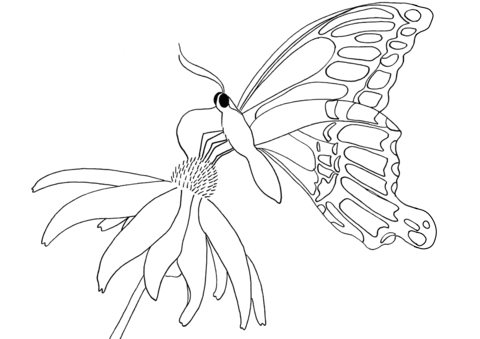 Butterfly On Daisy Coloring Page